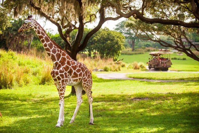 animal kingdom safari giraffe